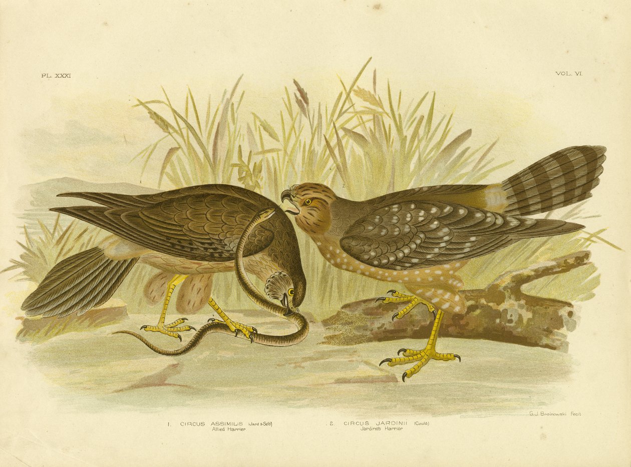 Allied Harrier or Spotted Harrier by Gracius Broinowski