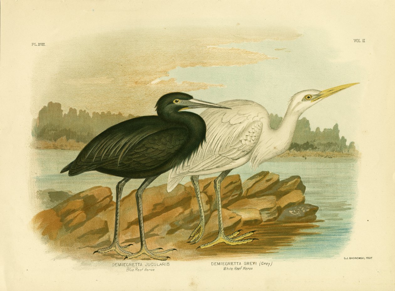 Blue Reef Heron, 1891 by Gracius Broinowski