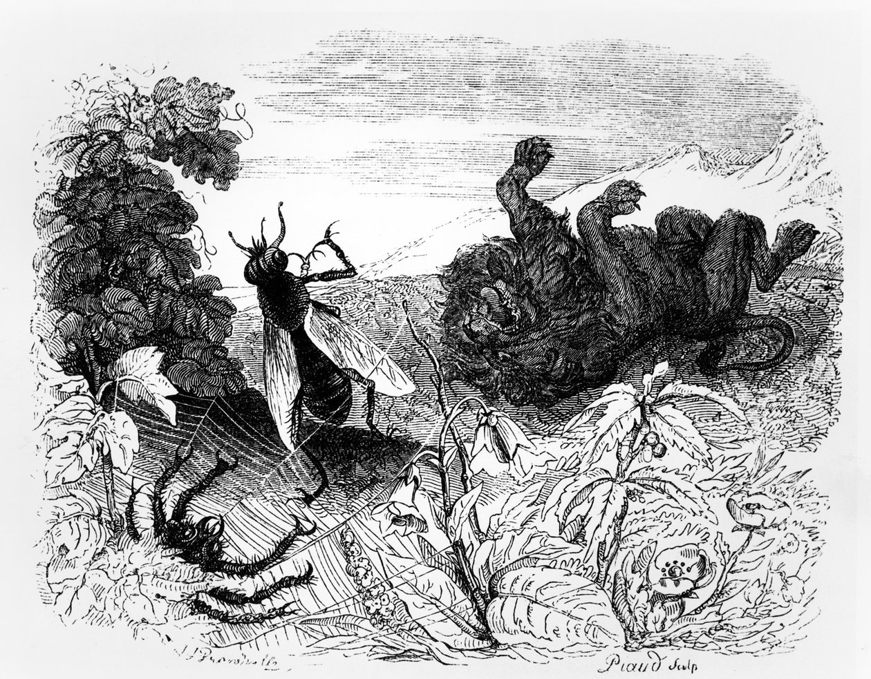 The Lion and the Gnat, Illustration for 