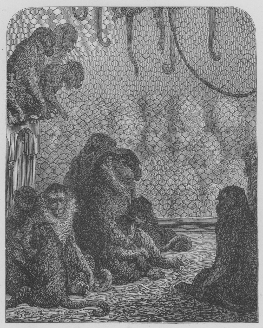 Zoological Garden, The Monkeys by Gustave after Dore