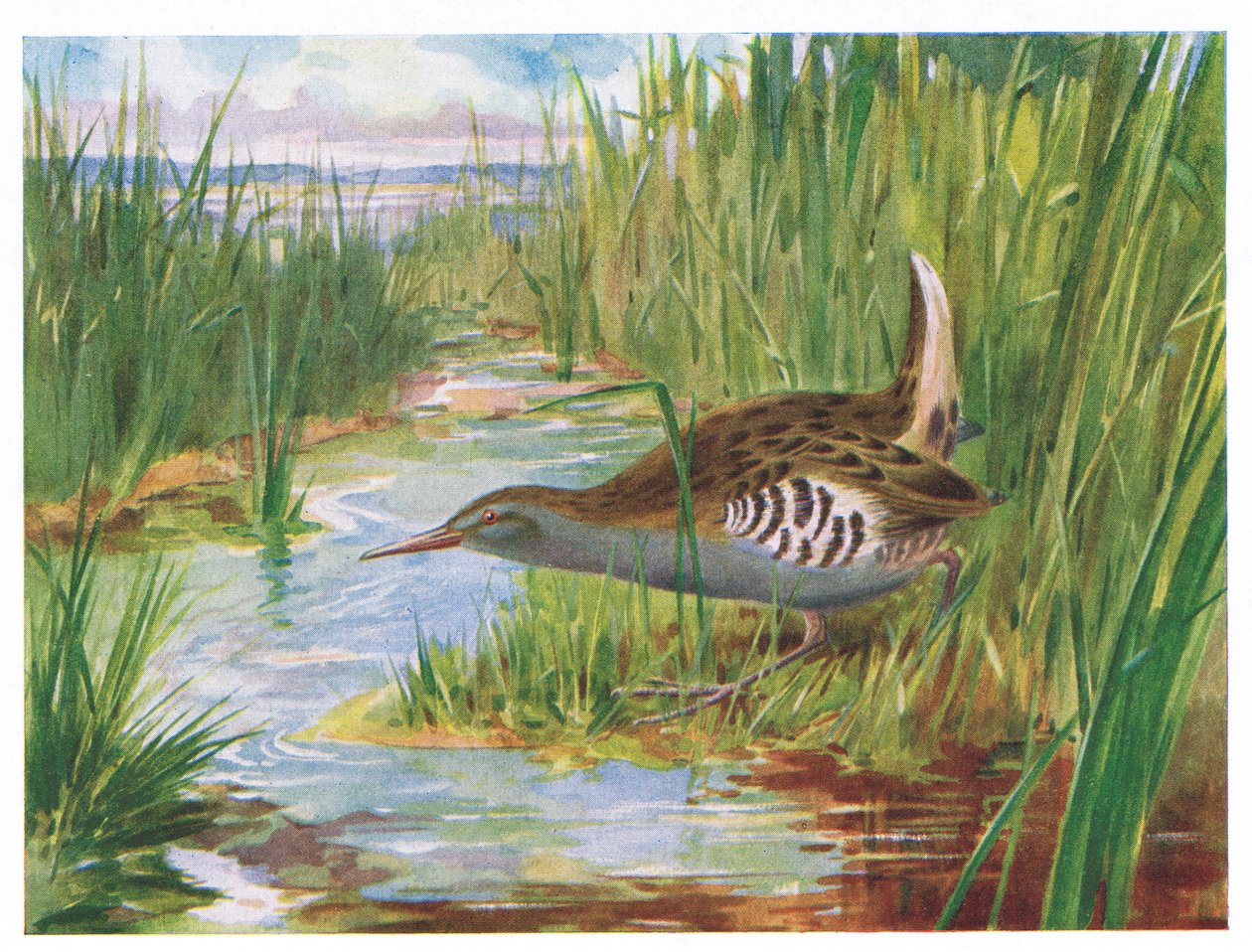 Water Rail, Illustration from British Birds by Kirkman & Jourdain, 1966 by H. Wormald