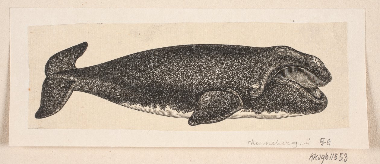 A Whale by H. C. Henneberg