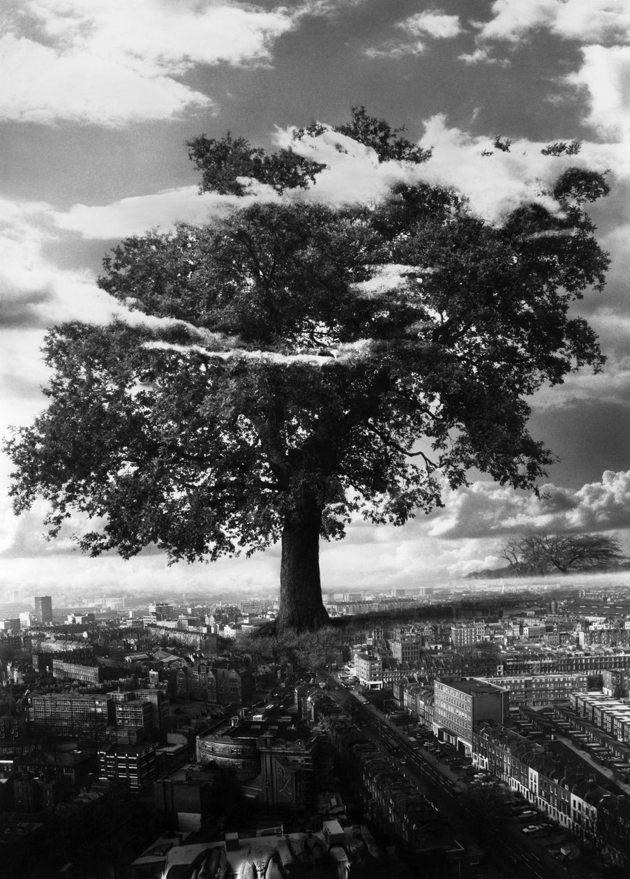 The Tree in Islington by Hag Hag