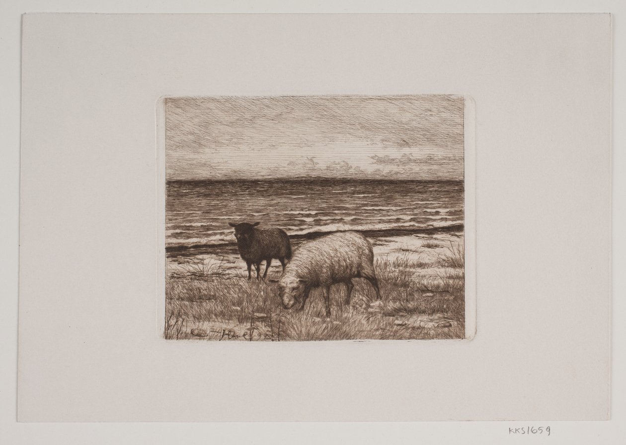 Sheep on the Shore by Hans Christian Gether Caspersen