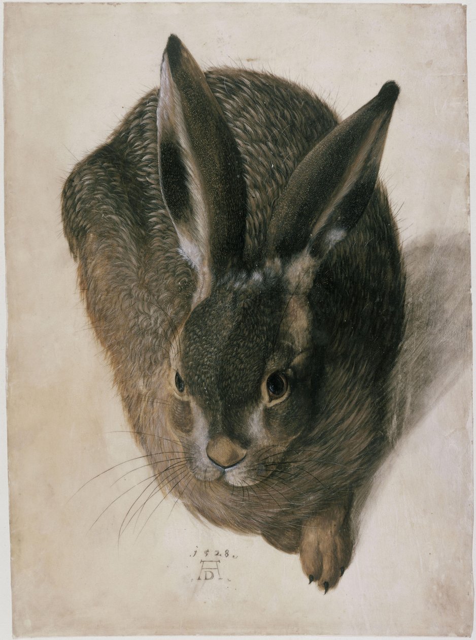 A Lying Hare, Seen from the Front by Hans Hoffmann