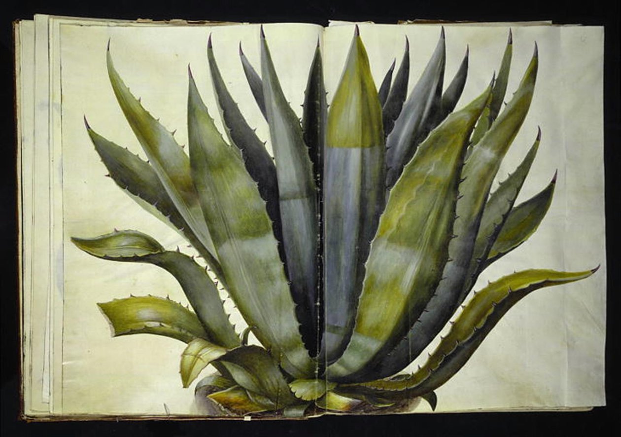 Agave Americana (Common Agave) by Hans Simon Holtzbecker