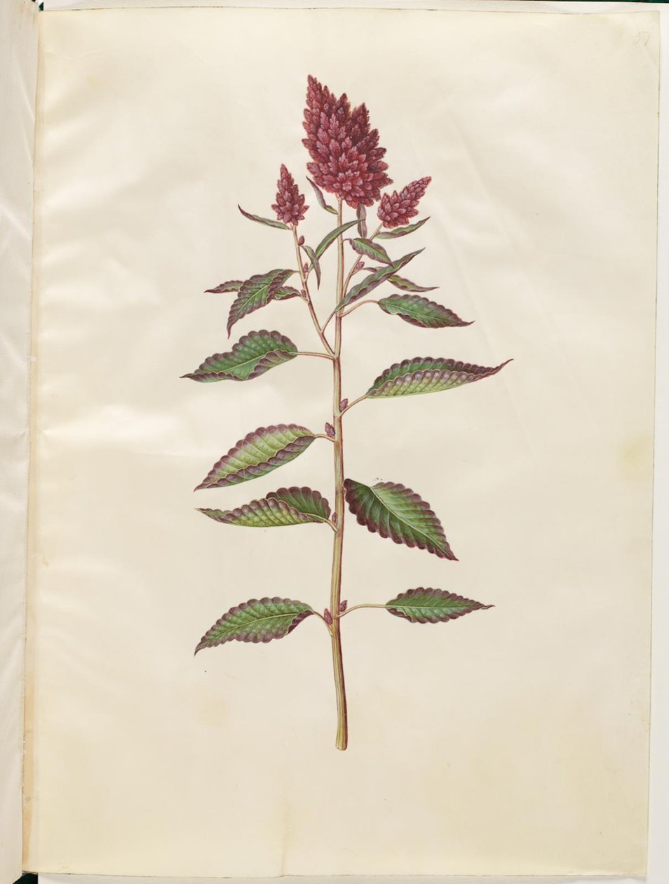 Amaranthus Cruentus (Red Amaranth) by Hans Simon Holtzbecker