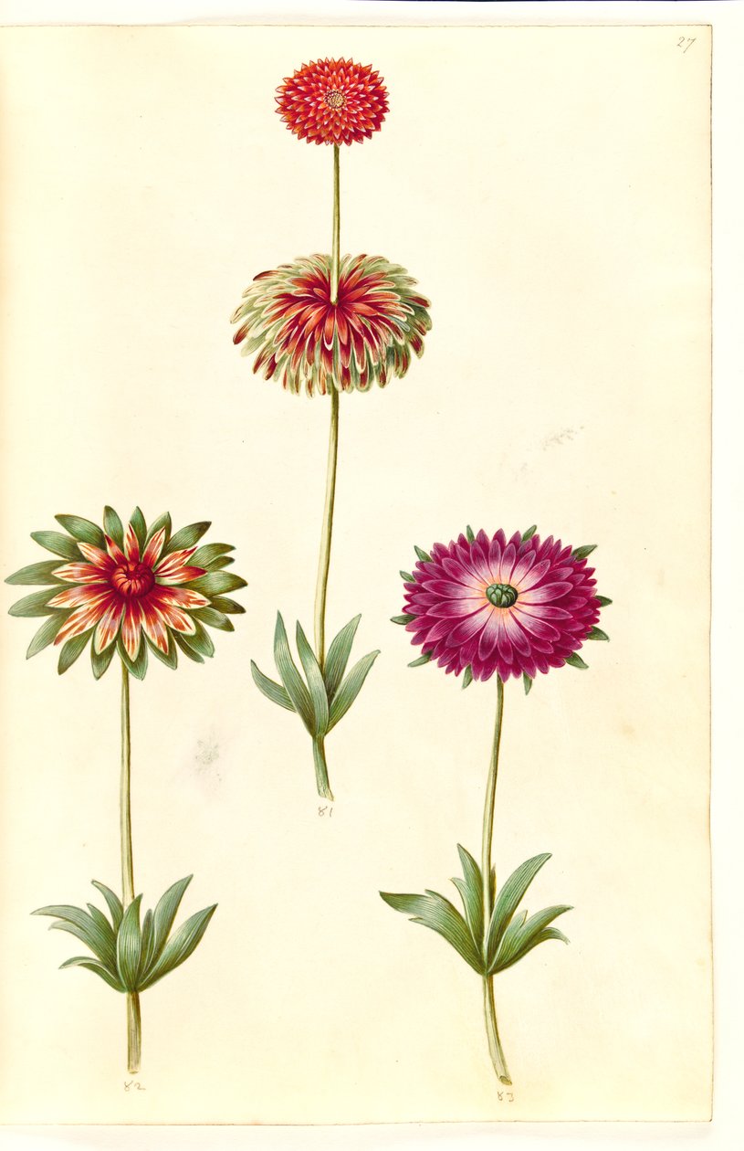 Anemone ×fulgens (Shining Anemone) by Hans Simon Holtzbecker