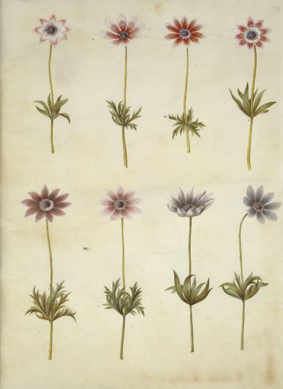 Anemone pavonina (peacock anemone) by Hans Simon Holtzbecker