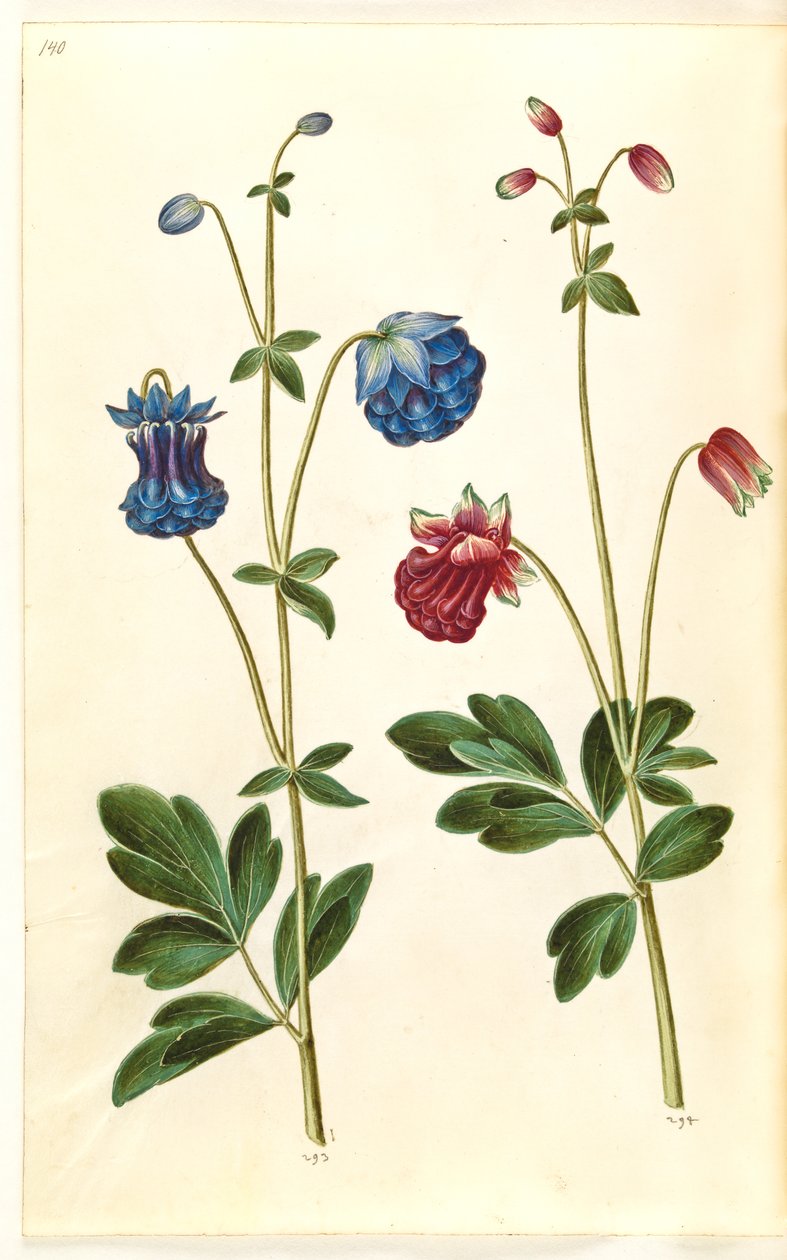 Aquilegia Vulgaris (Common Columbine) by Hans Simon Holtzbecker