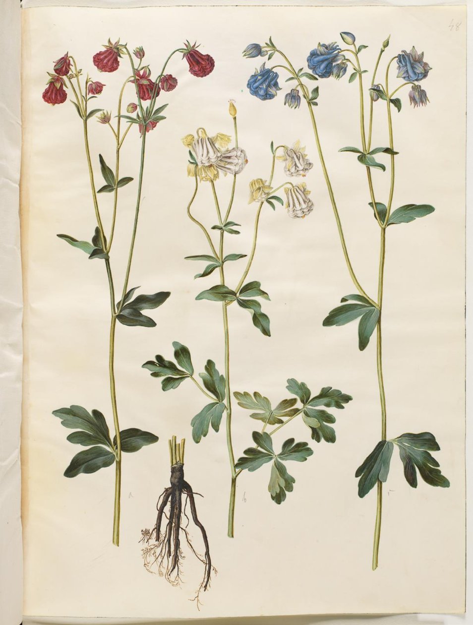 Aquilegia vulgaris (Common Columbine) by Hans Simon Holtzbecker