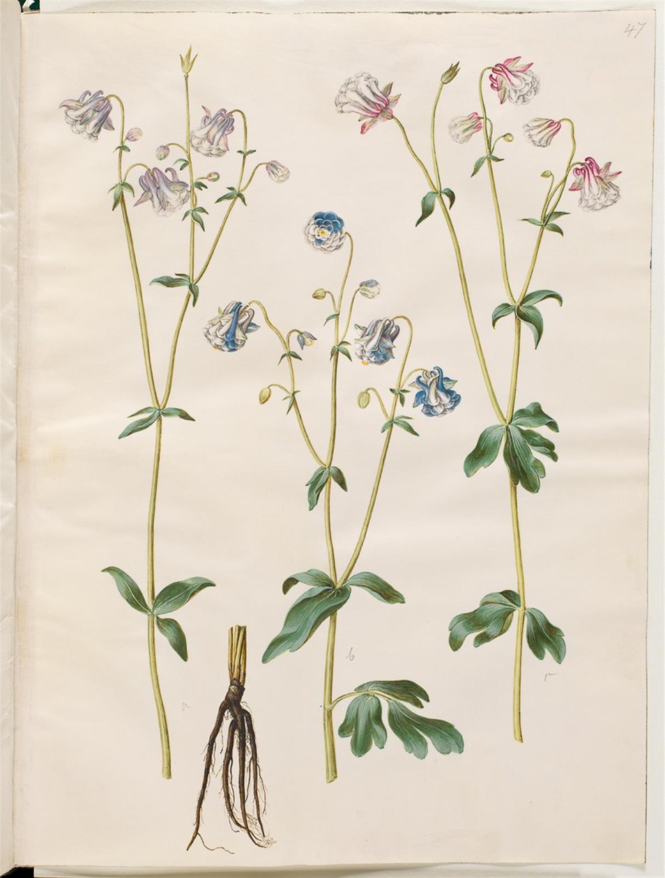 Aquilegia vulgaris by Hans Simon Holtzbecker