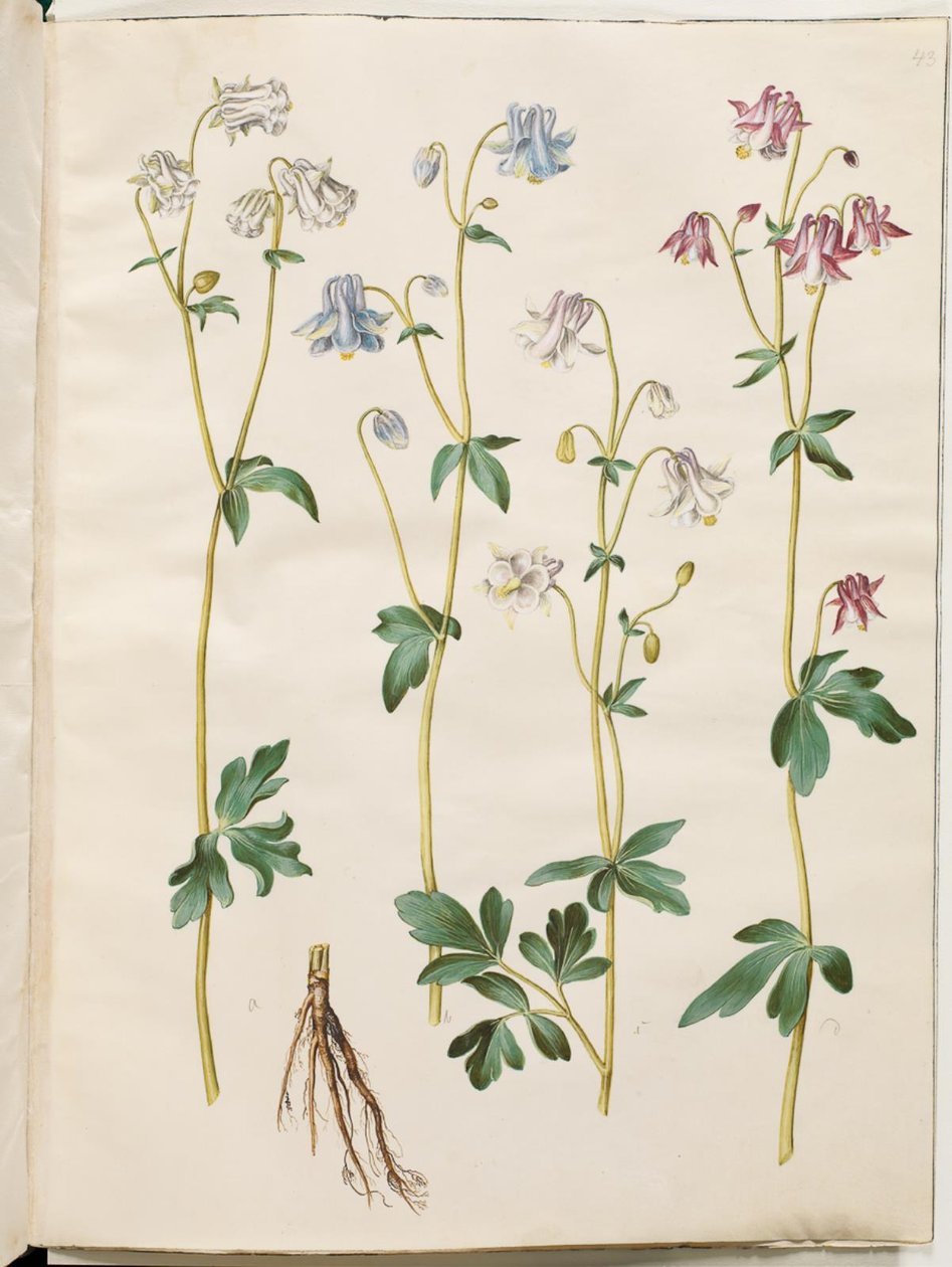 Aquilegia vulgaris (common columbine) by Hans Simon Holtzbecker