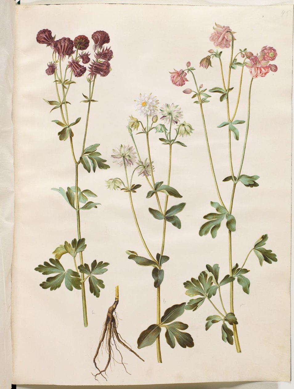 Aquilegia vulgaris (Common Columbine) by Hans Simon Holtzbecker