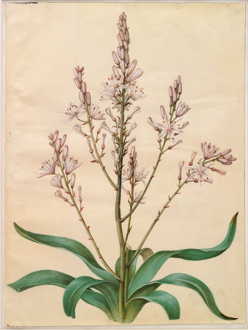 Asphodelus Ramosus by Hans Simon Holtzbecker