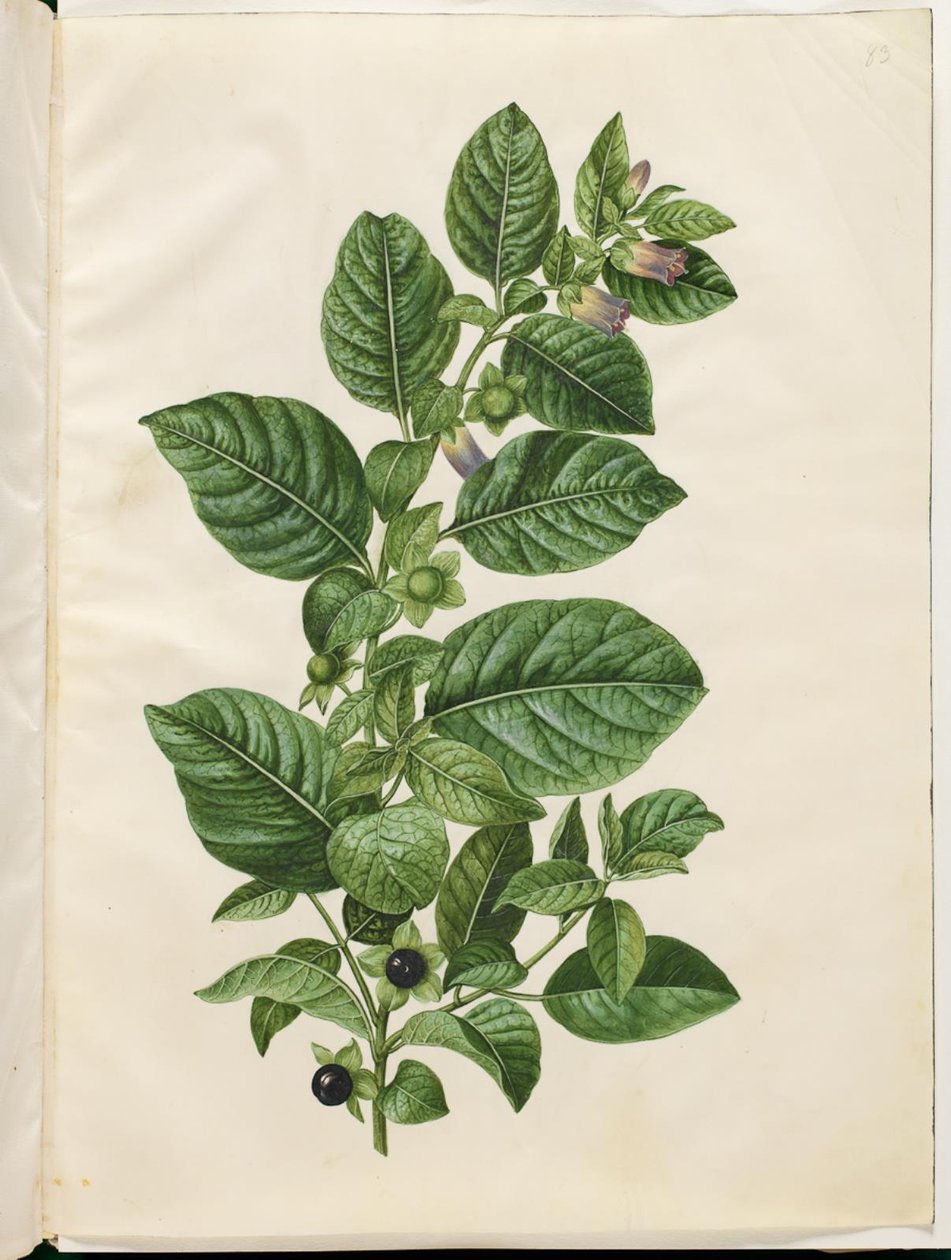 Atropa belladonna (deadly nightshade) by Hans Simon Holtzbecker