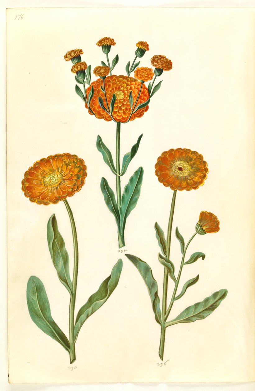 Calendula Officinalis (Pot Marigold) by Hans Simon Holtzbecker