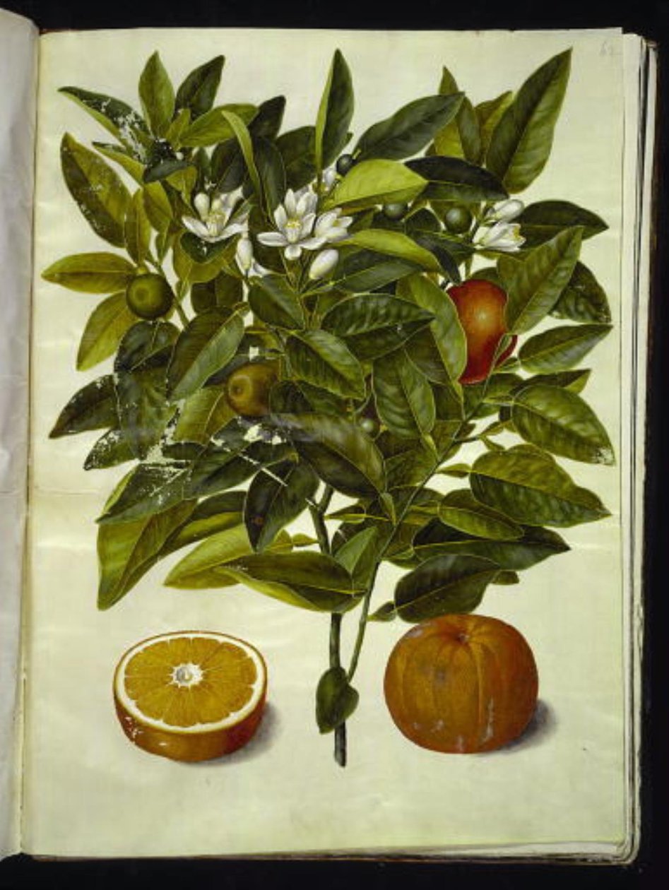 Citrus Sinensis (Orange) by Hans Simon Holtzbecker