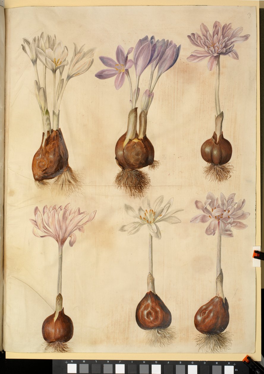 Colchicum Autumnale by Hans Simon Holtzbecker