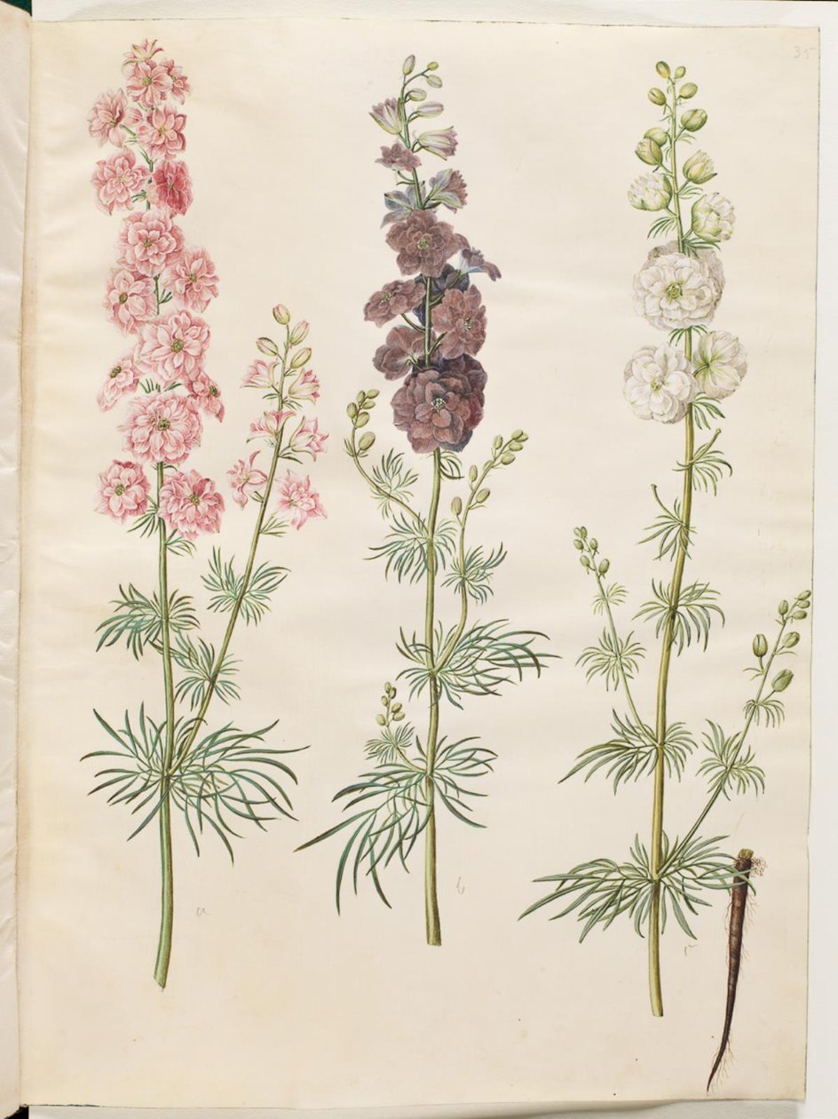Consolida Ajacis (Rocket Larkspur) by Hans Simon Holtzbecker
