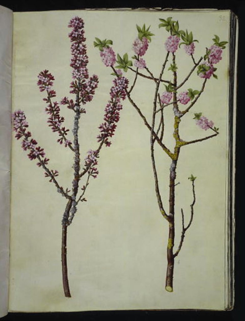 Daphne Mezereum (Mezereon) by Hans Simon Holtzbecker