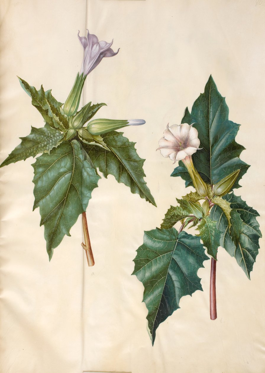 Datura stramonium (Common Thorn Apple) by Hans Simon Holtzbecker