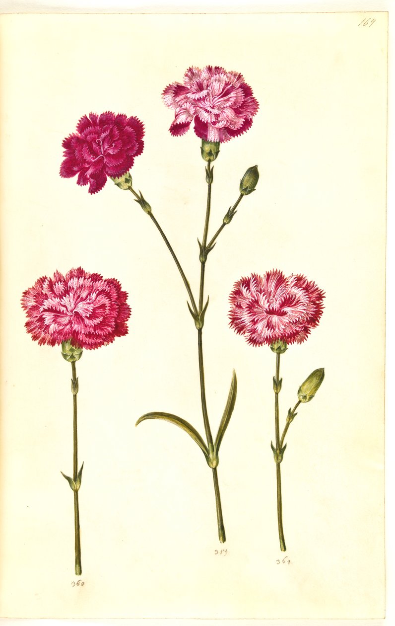 Dianthus Caryophyllus (Carnation) by Hans Simon Holtzbecker