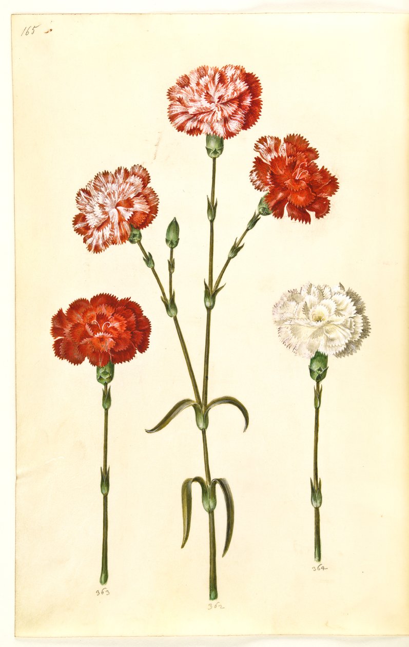 Dianthus caryophyllus (Carnation) by Hans Simon Holtzbecker