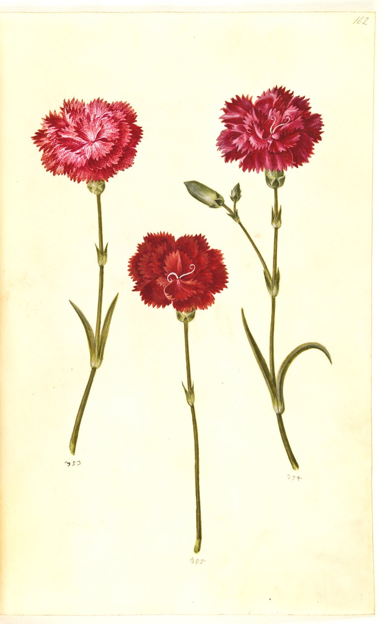 Dianthus Caryophyllus (Carnation) by Hans Simon Holtzbecker