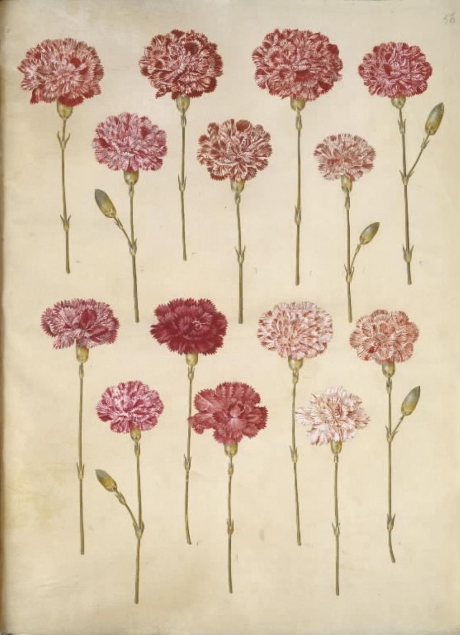 Dianthus Caryophyllus (Carnation) by Hans Simon Holtzbecker