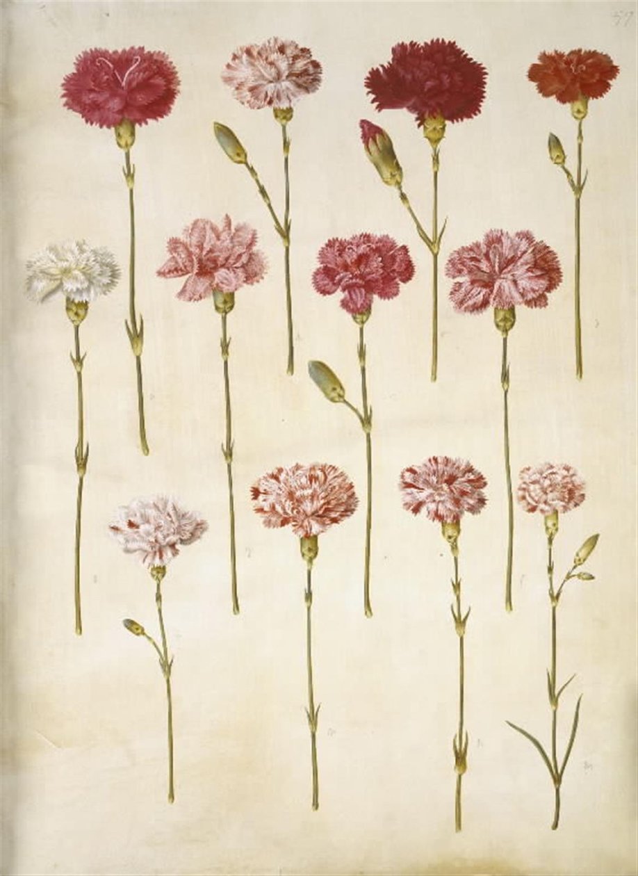 Dianthus Caryophyllus (Carnation) by Hans Simon Holtzbecker