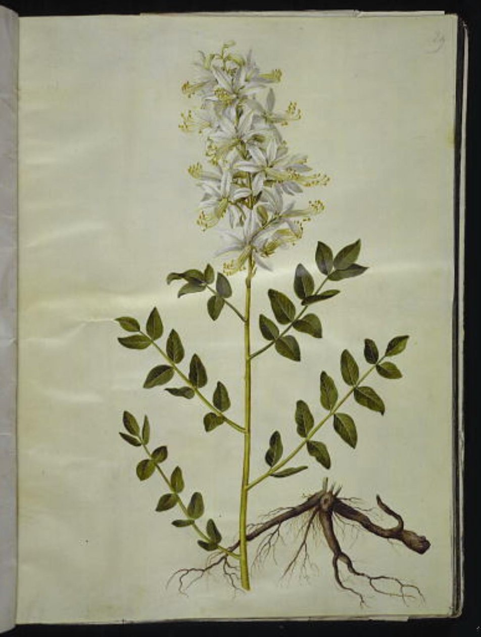 Dictamnus Albus by Hans Simon Holtzbecker
