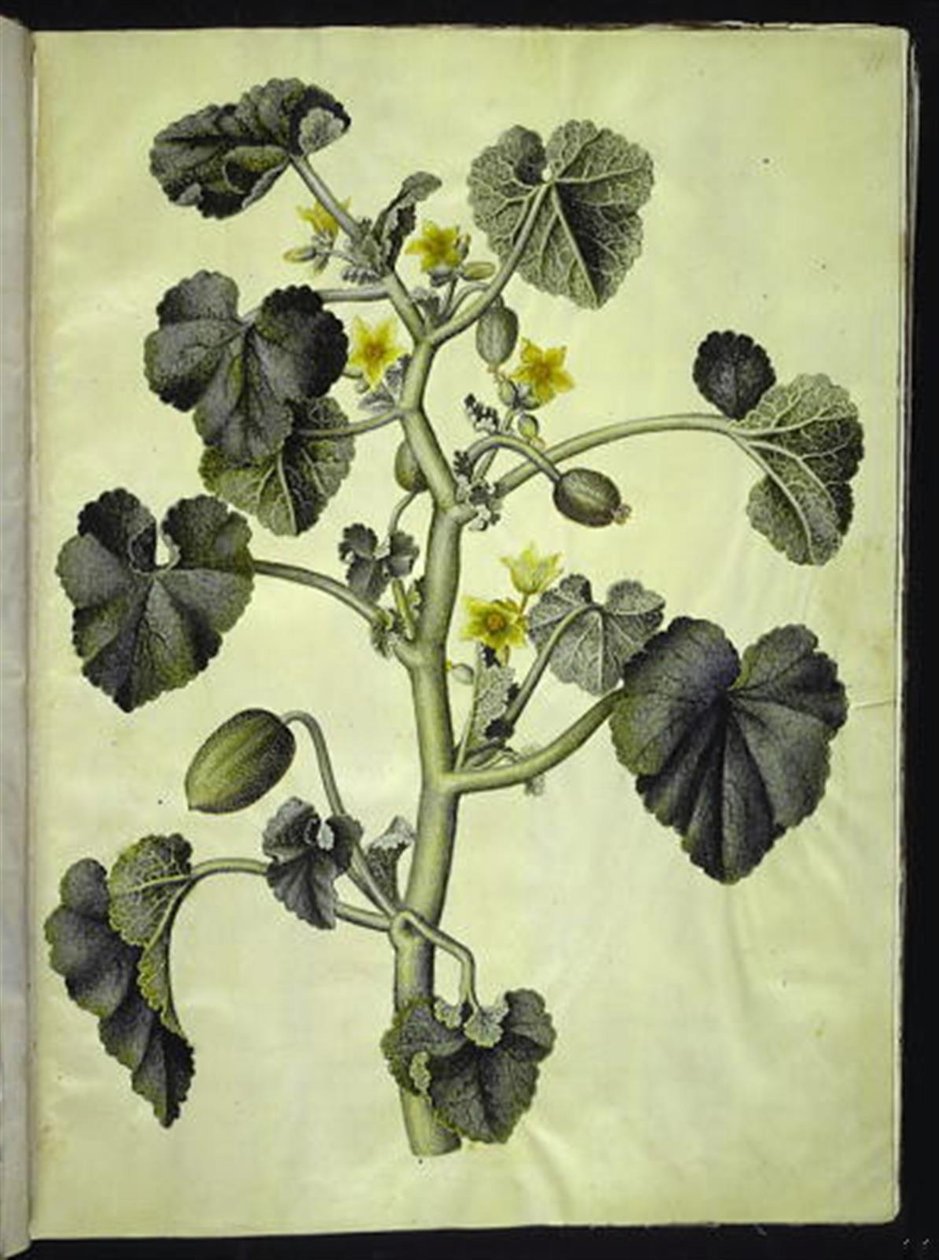 Ecballium elaterium (Squirting Cucumber) by Hans Simon Holtzbecker