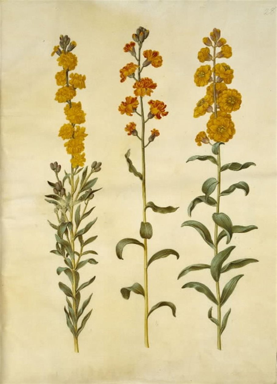 Erysimum cheiri (Wallflower) by Hans Simon Holtzbecker