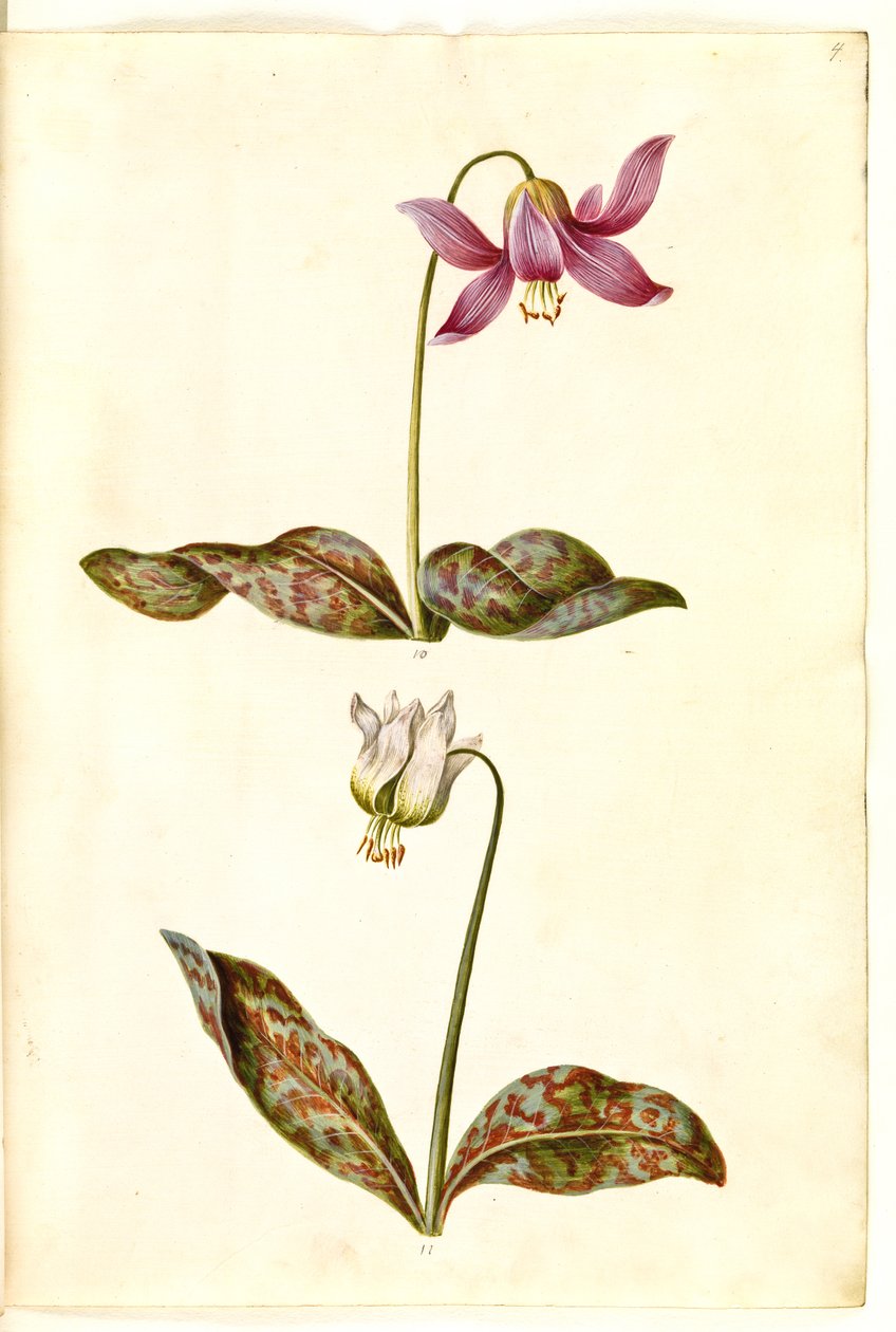 Erythronium Dens-canis (Dog