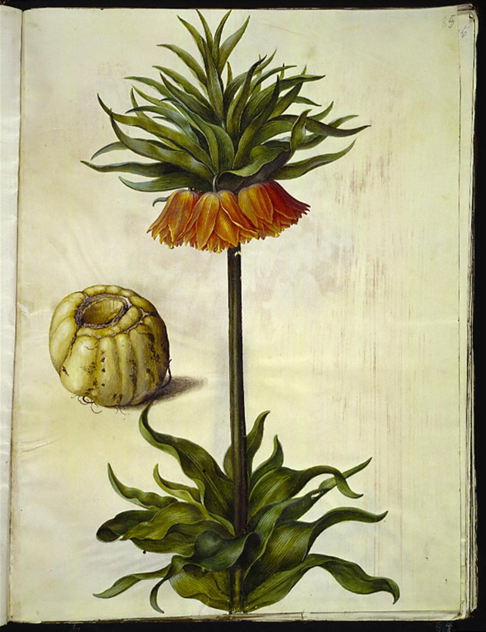 Fritillaria imperialis (crown imperial) by Hans Simon Holtzbecker