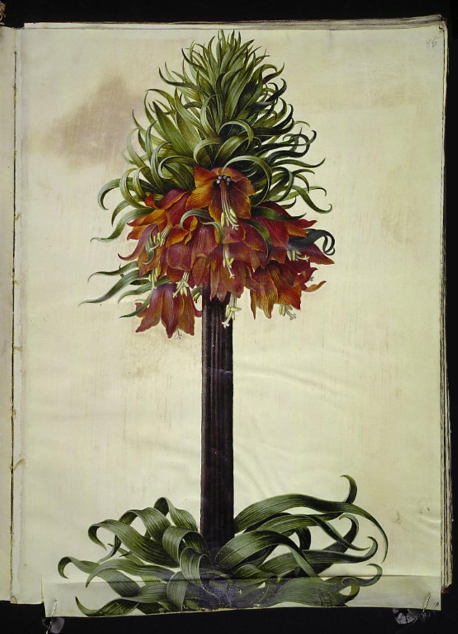 Fritillaria imperialis (Crown Imperial) by Hans Simon Holtzbecker