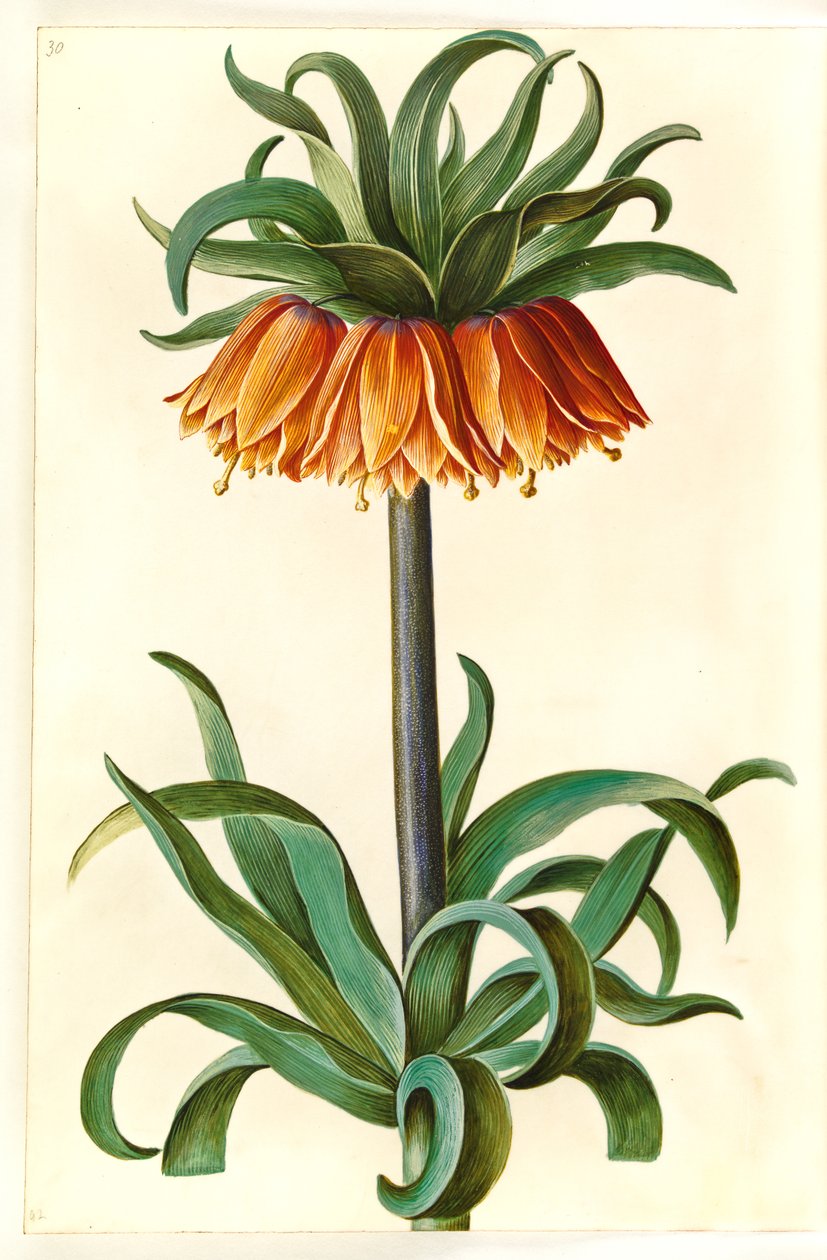 Fritillaria imperialis (Crown Imperial) by Hans Simon Holtzbecker