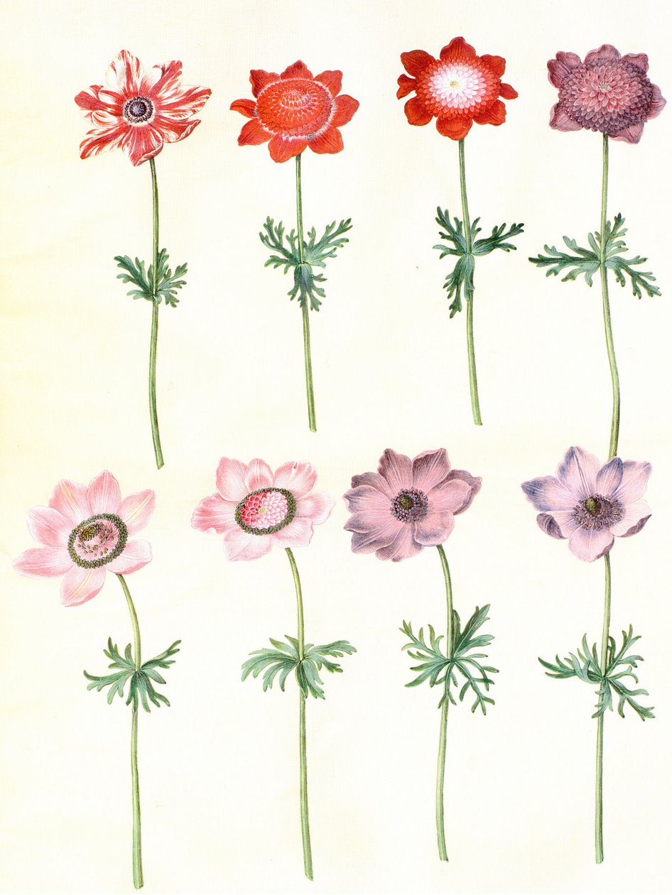 Anemone Coronaria by Hans Simon Holtzbecker