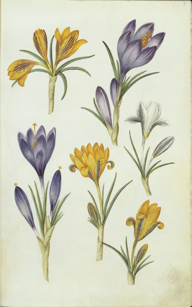 Crocuses by Hans Simon Holtzbecker