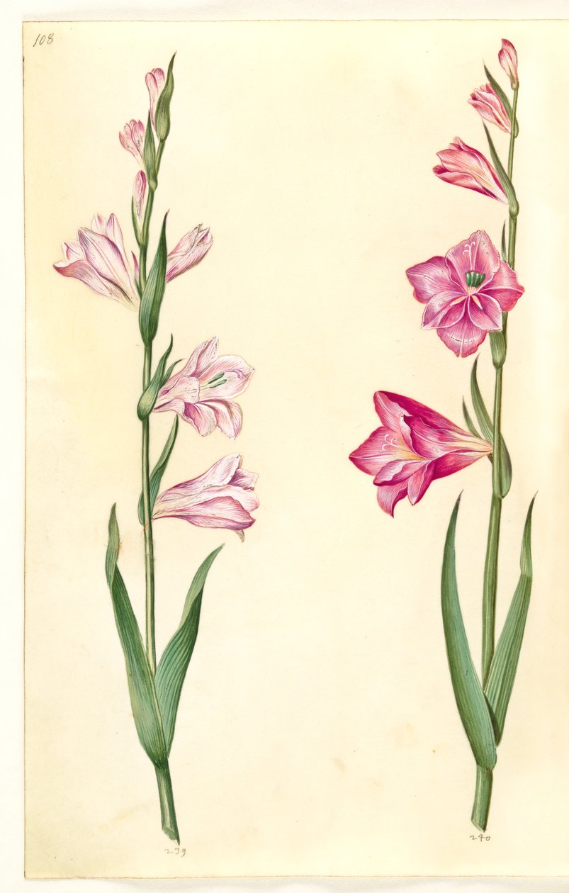 Gladiolus communis (Common Gladiolus) by Hans Simon Holtzbecker