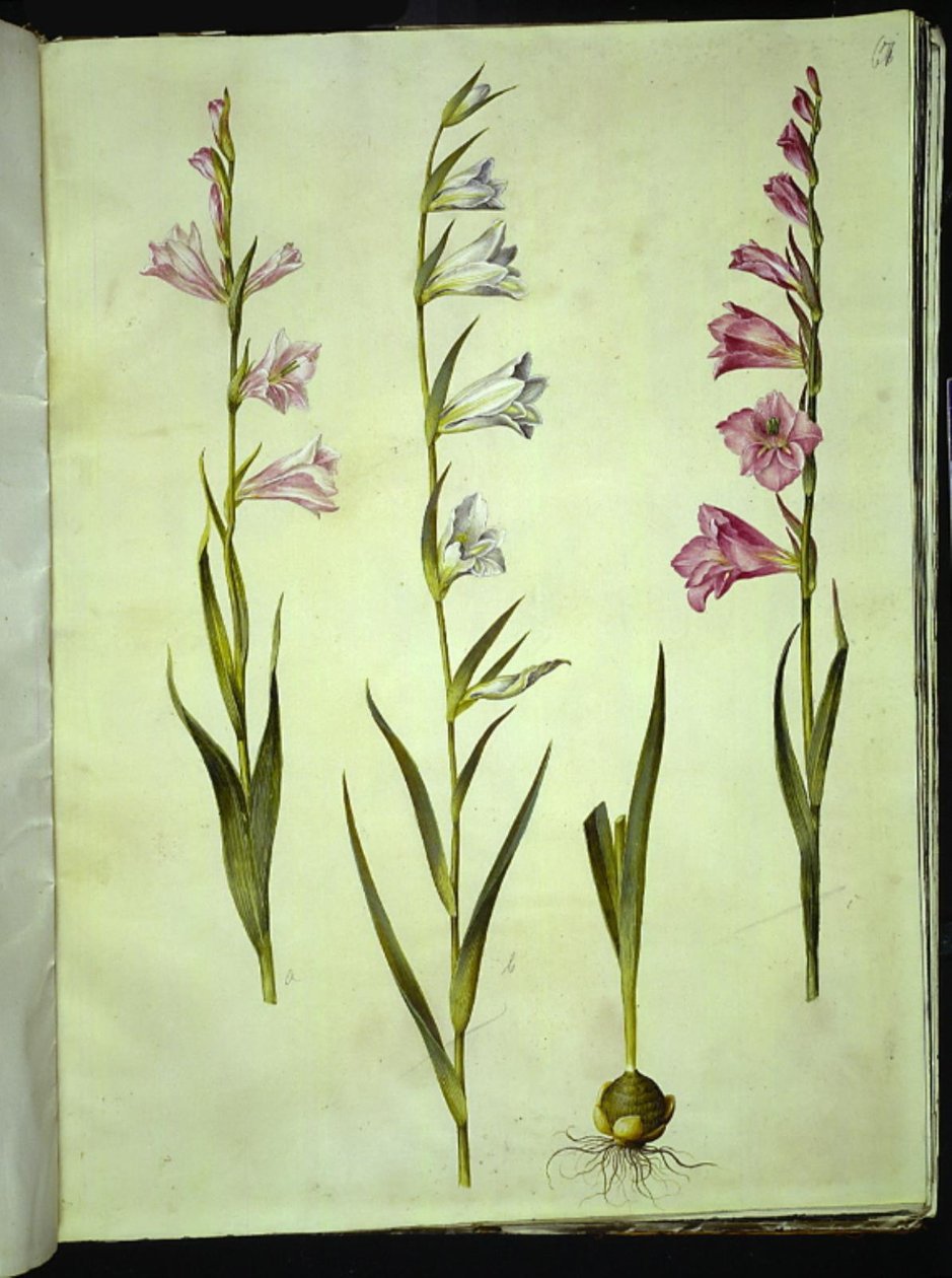 Gladiolus communis by Hans Simon Holtzbecker