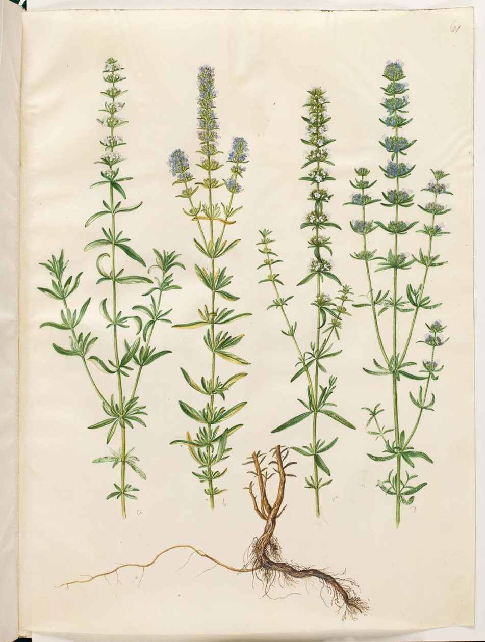 Hyssopus officinalis (True Hyssop) by Hans Simon Holtzbecker