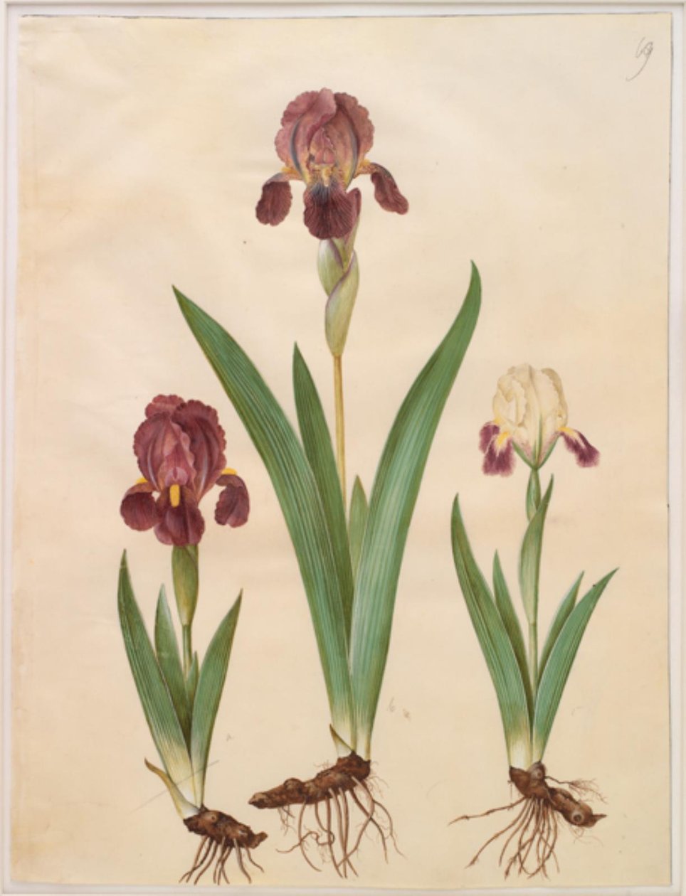 Iris ×lurida (Iris Hybrid) by Hans Simon Holtzbecker