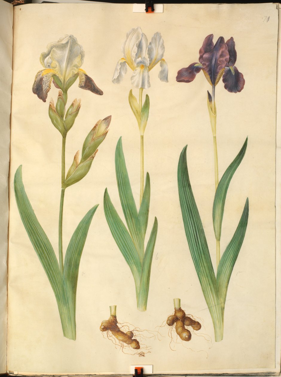Iris ×squalens (Iris-Hybrid); Iris (Iris) by Hans Simon Holtzbecker
