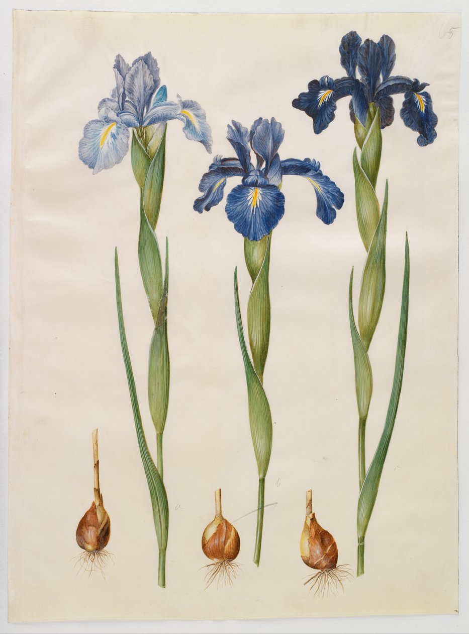 Iris xiphioides by Hans Simon Holtzbecker