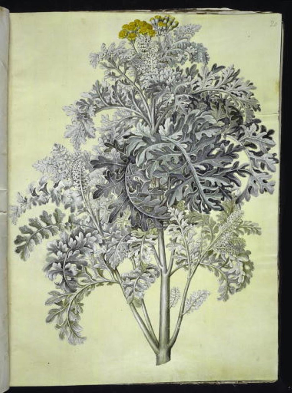 Jacobaea maritima (silver ragwort) by Hans Simon Holtzbecker