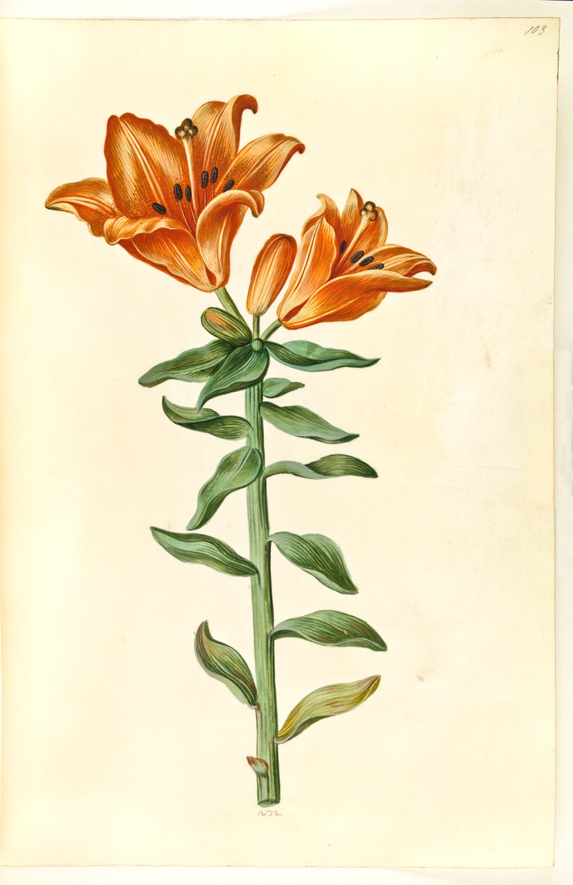 Lilium bulbiferum (Fire Lily) by Hans Simon Holtzbecker