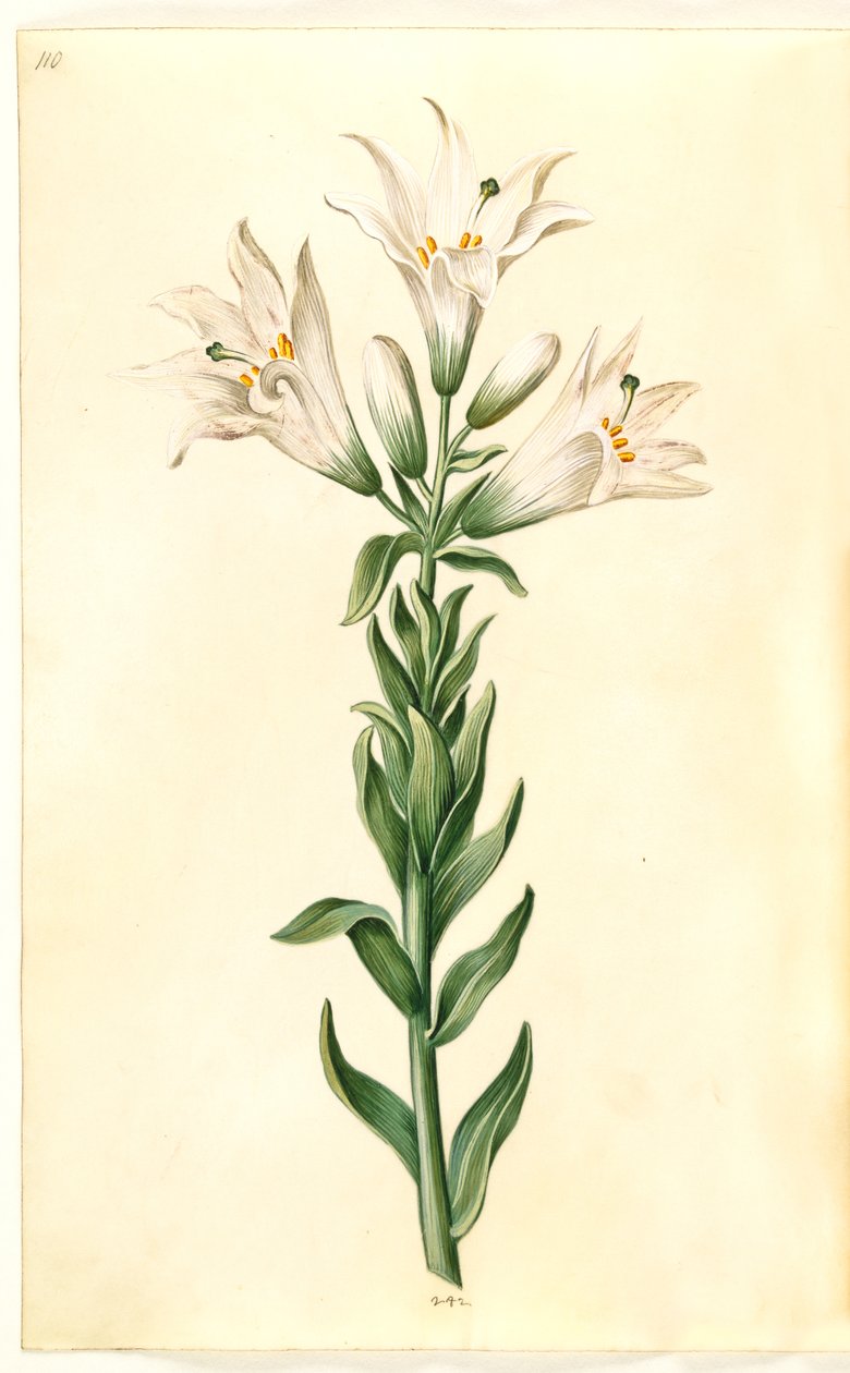 Lilium Candidum (Madonna Lily) by Hans Simon Holtzbecker