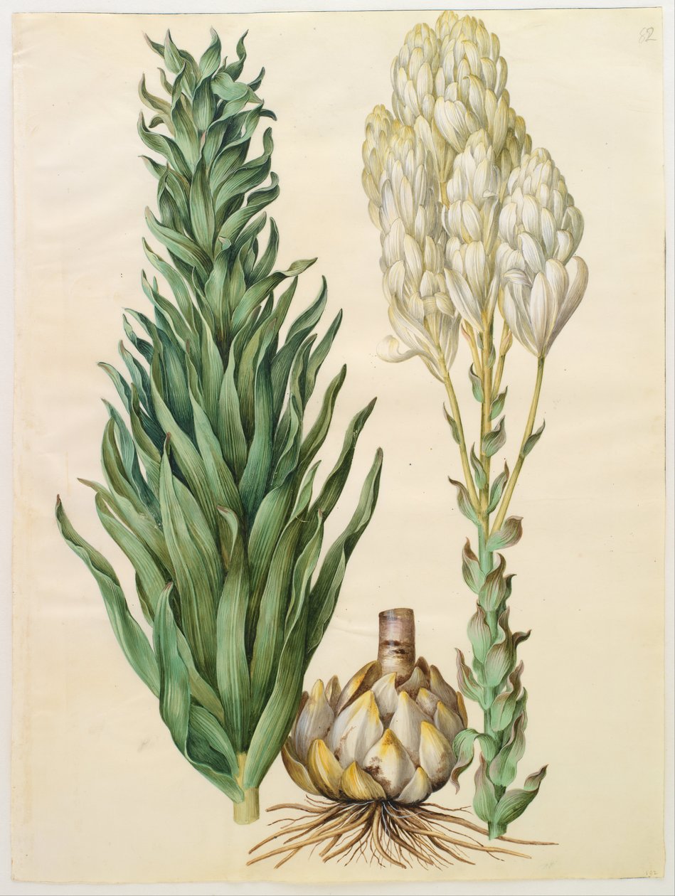 Lilium candidum monstrosum by Hans Simon Holtzbecker
